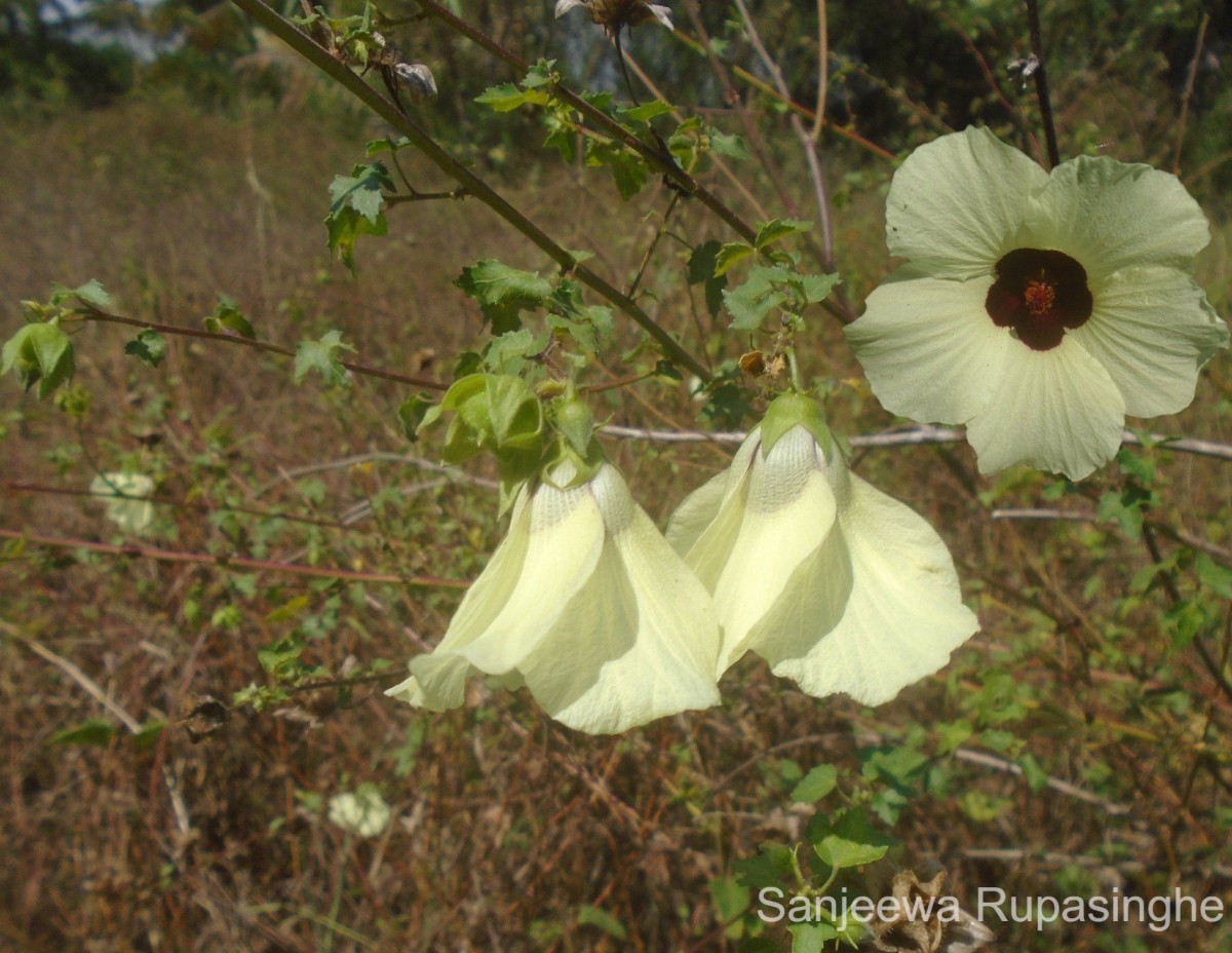 Hibiscus vitifolius L.